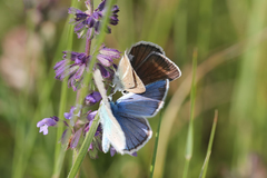 Polyommatus ninae