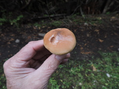 Gomphidius maculatus