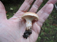 Gomphidius maculatus