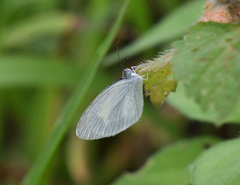 Eurema daira