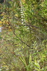 Spiranthes ochroleuca