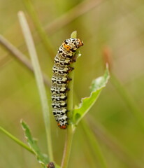 Phalaenoides tristifica