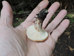 Gomphidius maculatus