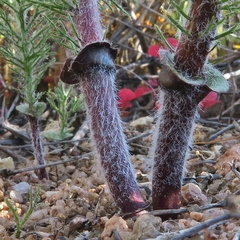 Eriospermum paradoxum