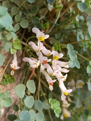 Sarcocapnos enneaphylla