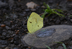 Abaeis mexicana