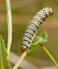 Phalaenoides tristifica