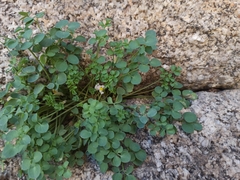 Sarcocapnos enneaphylla