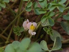 Sarcocapnos enneaphylla