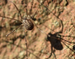 Cosmobunus granarius