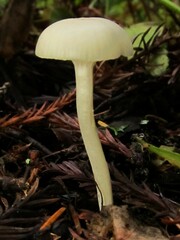 Cuphophyllus lawrencei