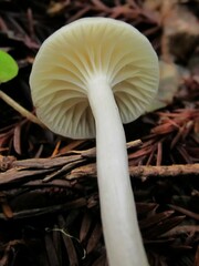 Cuphophyllus lawrencei