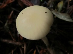 Cuphophyllus lawrencei