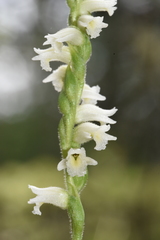 Spiranthes casei casei