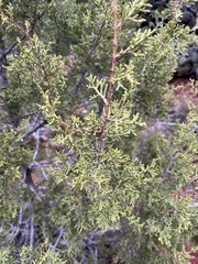 Juniperus monosperma