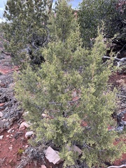Juniperus monosperma