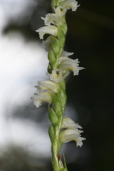 Spiranthes casei casei
