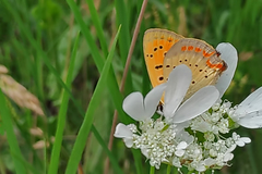 Lycaena ottomanus
