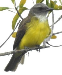 Sulphury Flycatcher photo 4