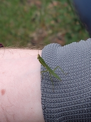 Orthodera ministralis