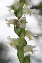 Spiranthes ochroleuca
