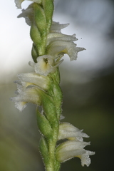 Spiranthes casei casei