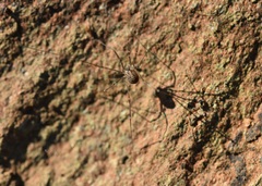 Cosmobunus granarius