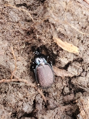 Sphaeroderus stenostomus