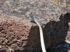 Masticophis taeniatus