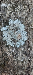 Physcia americana