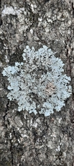 Physcia americana