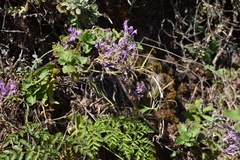 Lavandula rotundifolia