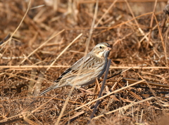 Passerculus sandwichensis princeps