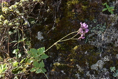 Lavandula rotundifolia