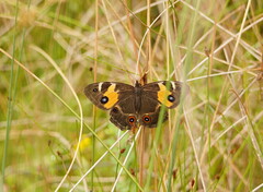 Tisiphone abeona albifascia
