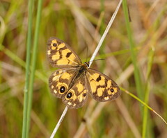 Heteronympha cordace