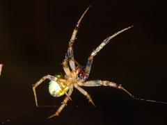 Araneus apricus