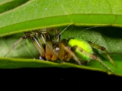 Araneus apricus