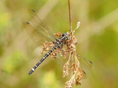 Eusynthemis brevistyla