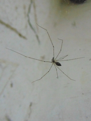 Pholcus phalangioides