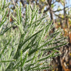 Eriospermum paradoxum