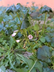 Malva neglecta
