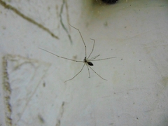 Pholcus phalangioides