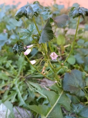 Malva neglecta
