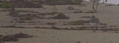 Calidris canutus