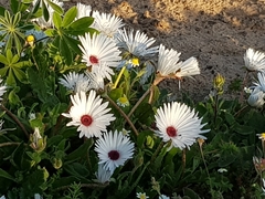 Cleretum bellidiforme