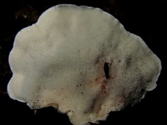 Cyanosporus