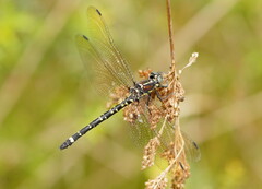 Eusynthemis brevistyla