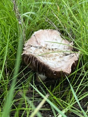 Coprinopsis uliginicola