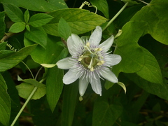 Passiflora